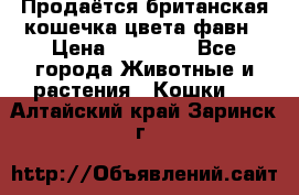 Продаётся британская кошечка цвета фавн › Цена ­ 10 000 - Все города Животные и растения » Кошки   . Алтайский край,Заринск г.